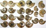 Lot: to Cut/Polished Ammonite Fossil - Pairs #117038-1